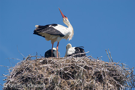 Weißstorch, Ciconia ciconia 011